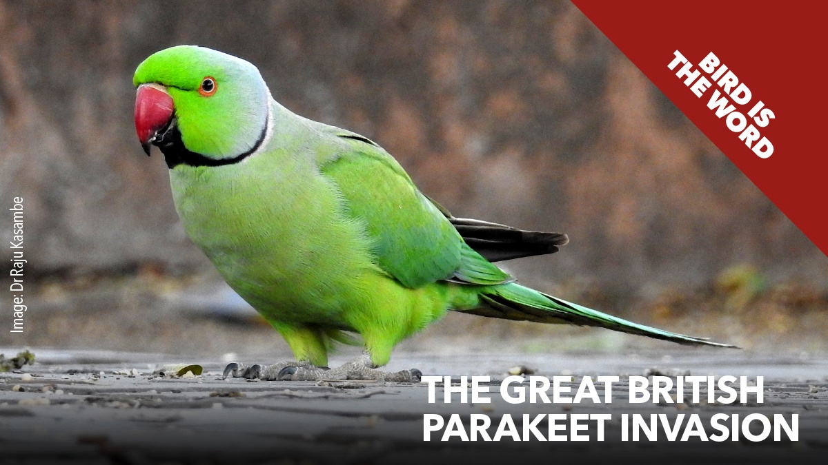 The great British parakeet invasion